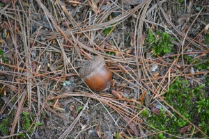 acorn in forest