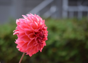 large pink flower